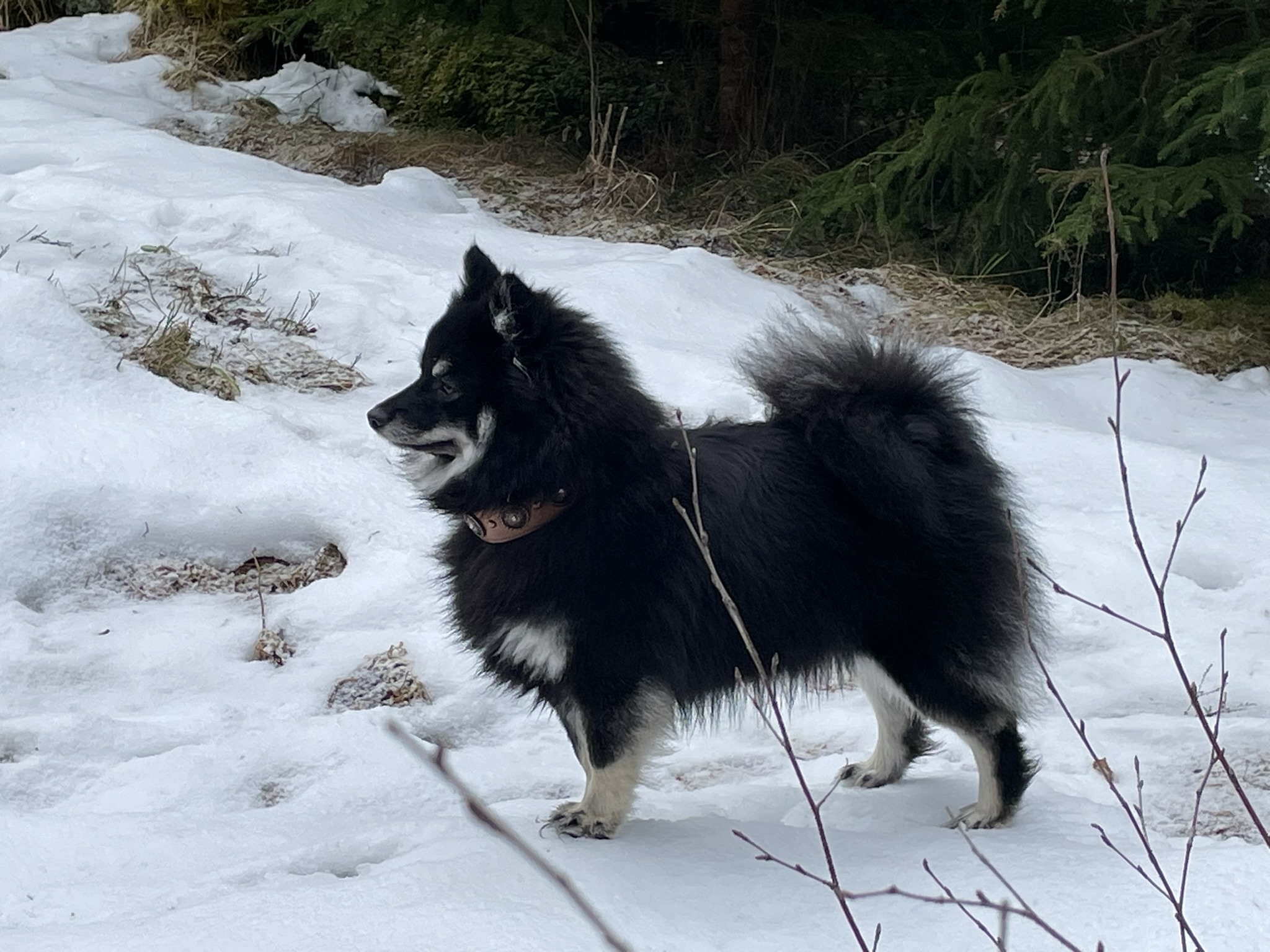 Migro talvella metsässä